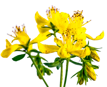 Hypericum perforatum (dziurawiec zwyczajny)